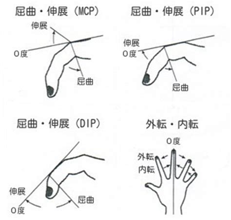 指 節|【手首・手・手指関節】運動方向（作用とROM）【。